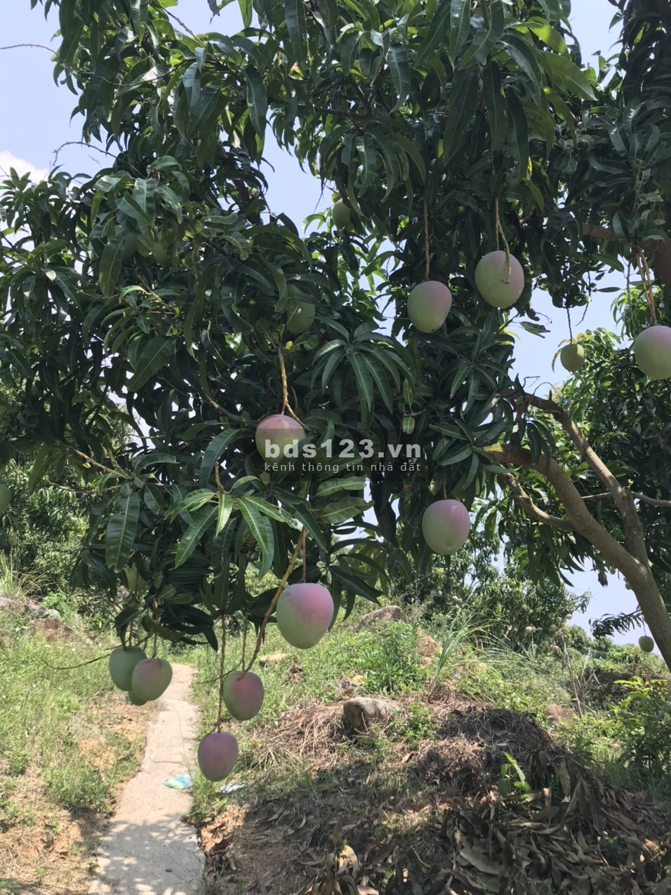 Bán 5ha rẫy Xoài Úc trên núi Suối Tân, tiện làm farm, trồng dược liệu xen canh