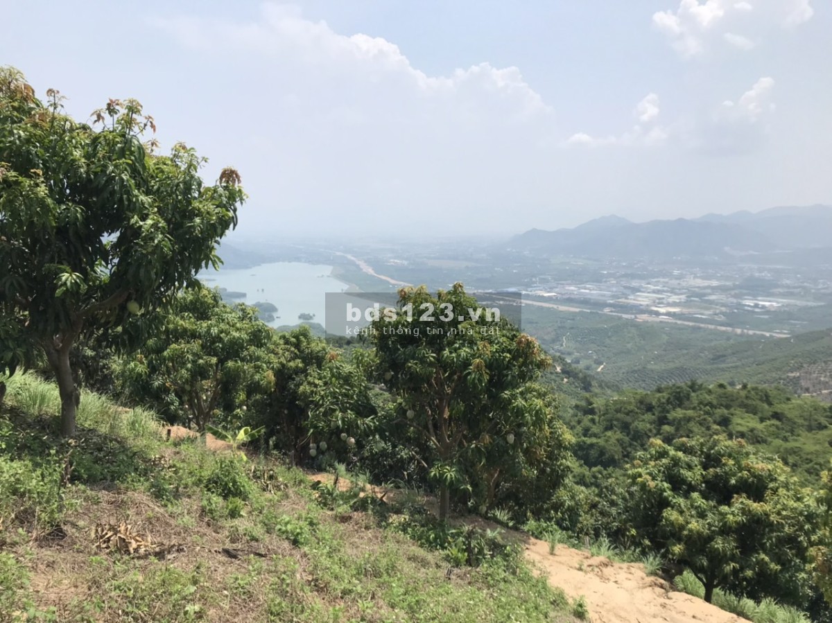 Bán 5ha rẫy Xoài Úc trên núi Suối Tân, tiện làm farm, trồng dược liệu xen canh