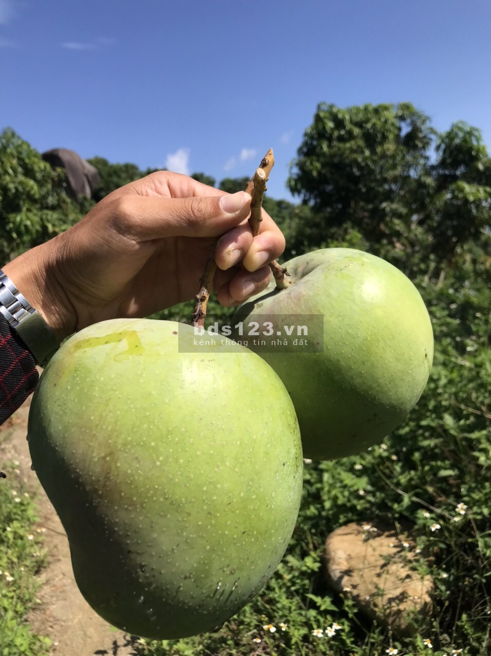 Bán 5ha rẫy Xoài Úc trên núi Suối Tân, tiện làm farm, trồng dược liệu xen canh