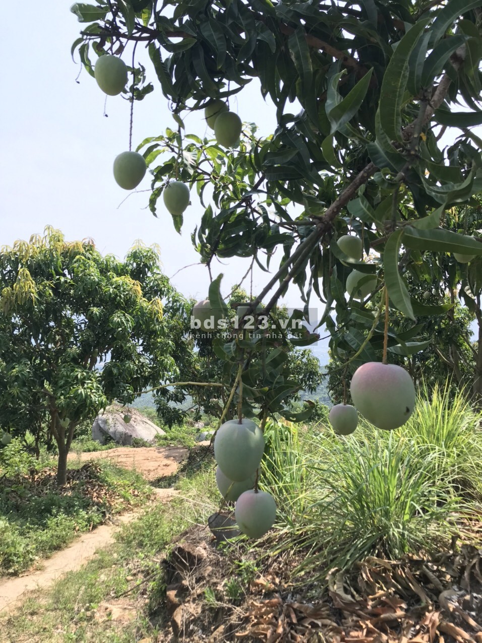 Bán 5ha rẫy Xoài Úc trên núi Suối Tân, tiện làm farm, trồng dược liệu xen canh