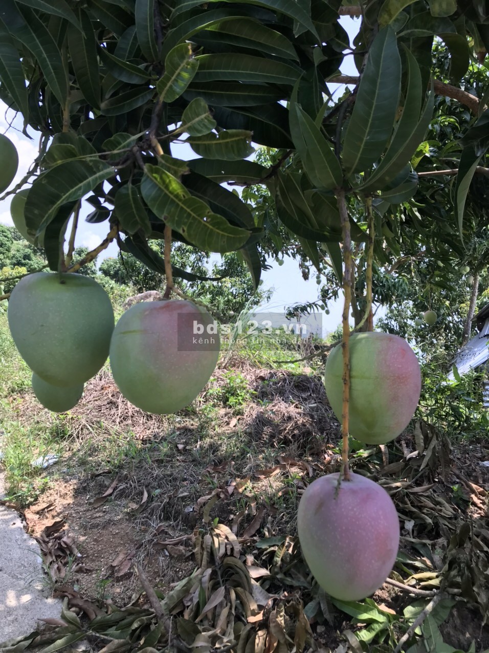 Bán 5ha rẫy Xoài Úc trên núi Suối Tân, tiện làm farm, trồng dược liệu xen canh