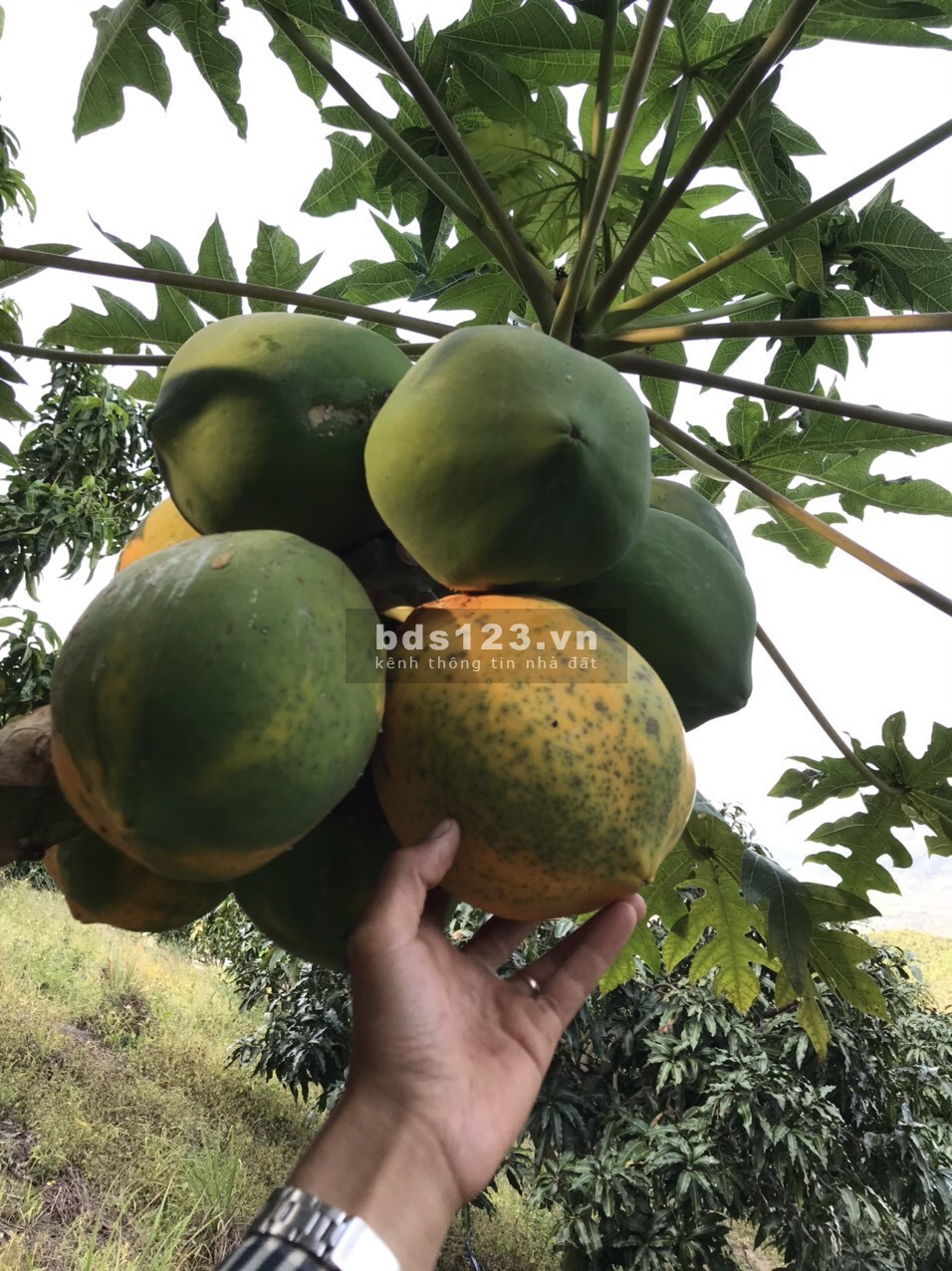 Bán 5ha rẫy Xoài Úc trên núi Suối Tân, tiện làm farm, trồng dược liệu xen canh