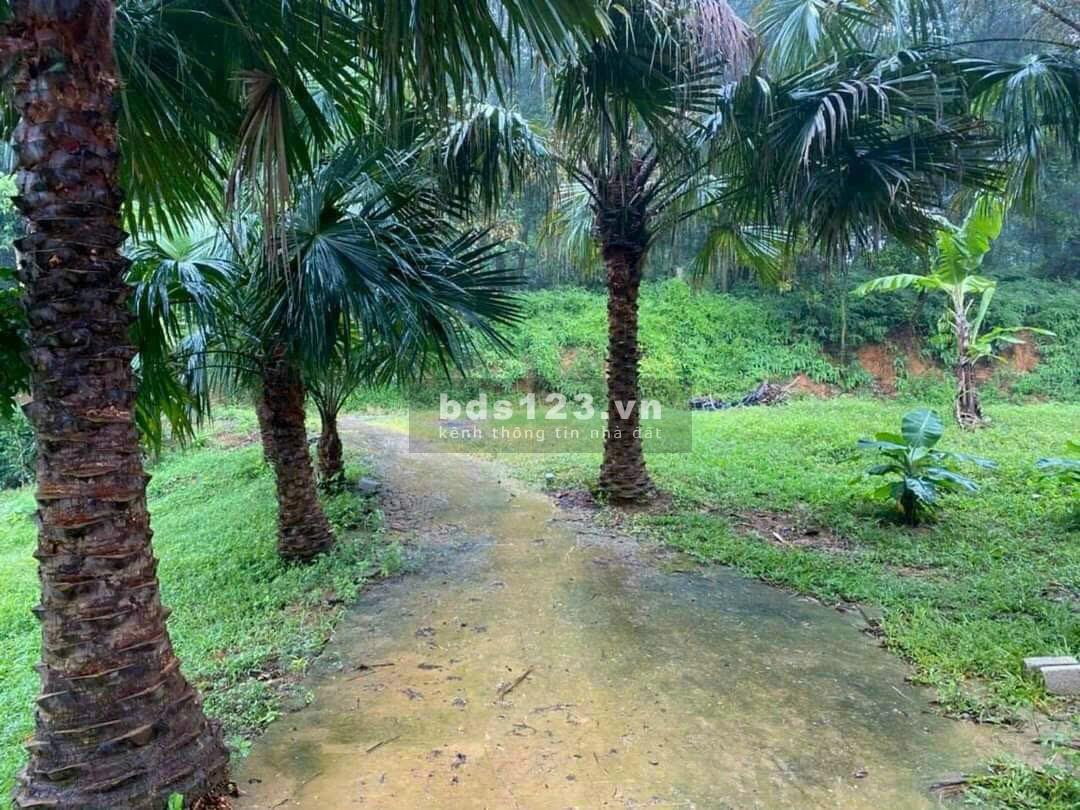 4989 m2 Vị trí đẹp thứ 2 Ba Vì -Yên Bài - Ba Vì - Hà Nội(Giá thương lượng miễn môi giới trung gian)