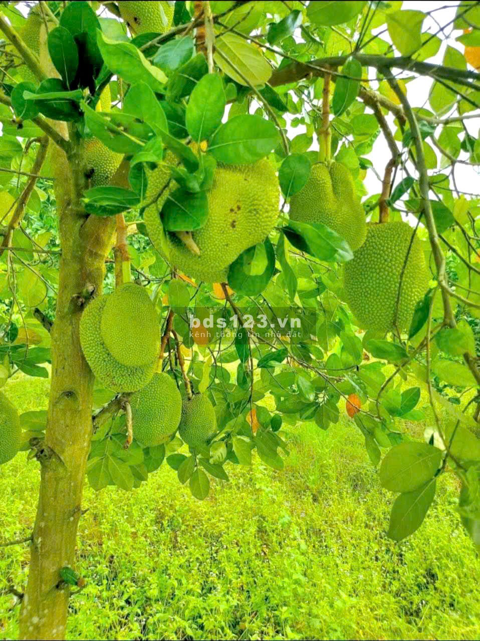 Siêu phẩm đất vườn 1000m mặt tiền đường bê tông, chỉ 500k/m2