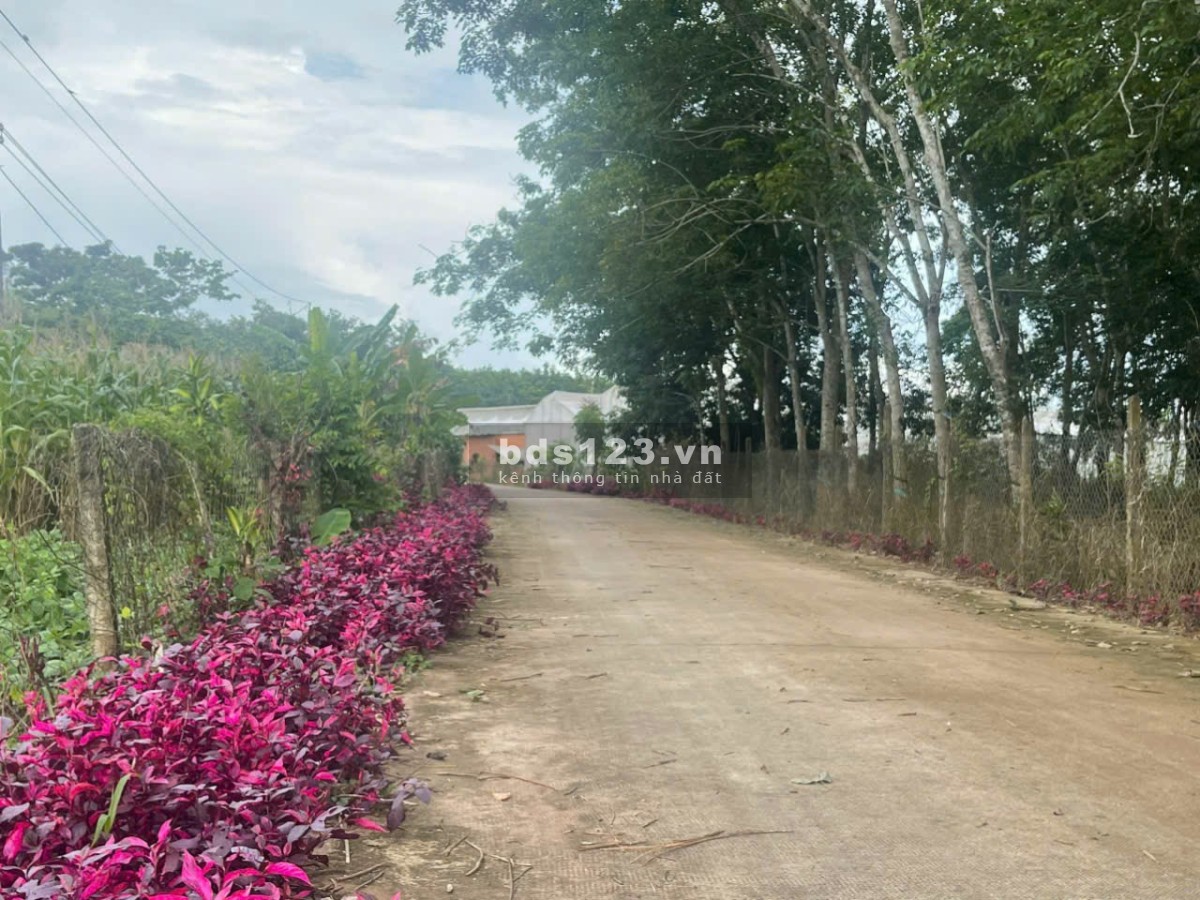 Chính chủ cần bán lô đất ngay trạm dừng chân An Bình, Phú giáo Bình Dương, sổ sẵn công chứng ngay.