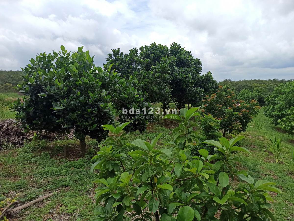 Cần bán gấp mảnh đất vườn trồng cây ăn trái