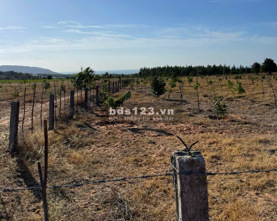 Ba em cần bán gấp 1789 m2 tại Phan Rí Thành giá chỉ 331tr ( SHR ) cách đường đôi Bàu Trắng 2,4 km