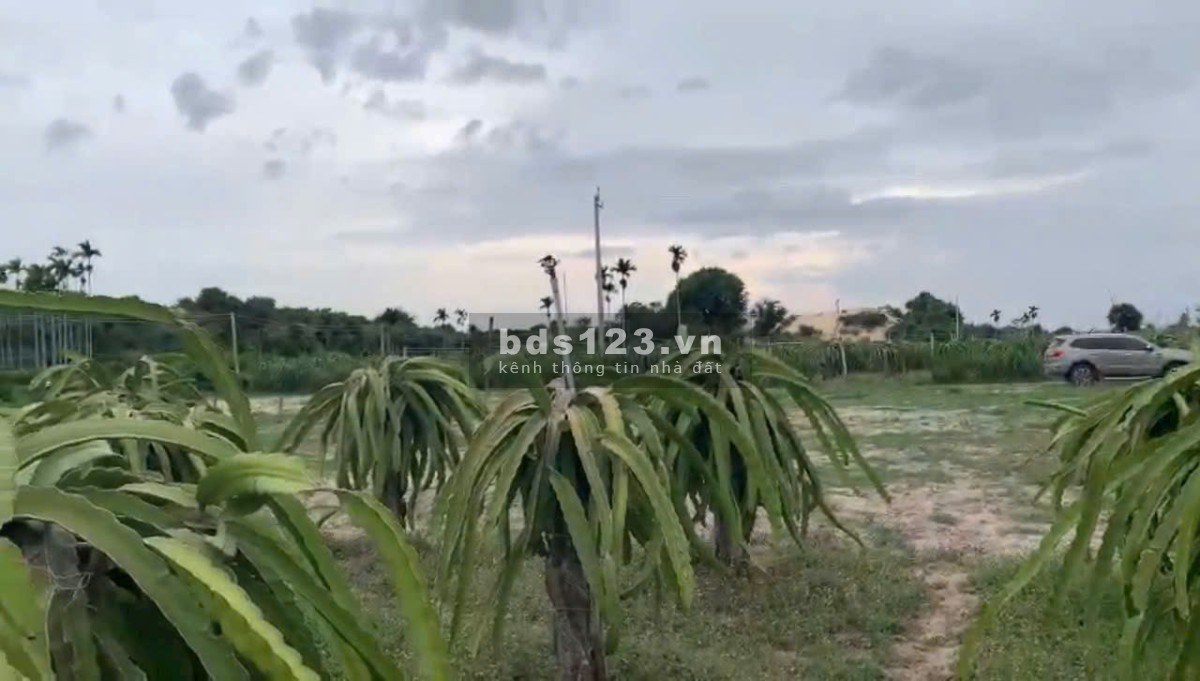 Đất vườn hơn 3400m2 giá 682 triệu ven Biển Bình Thuận, cách đường Bàu Trắng chỉ 2km. Bao SHR