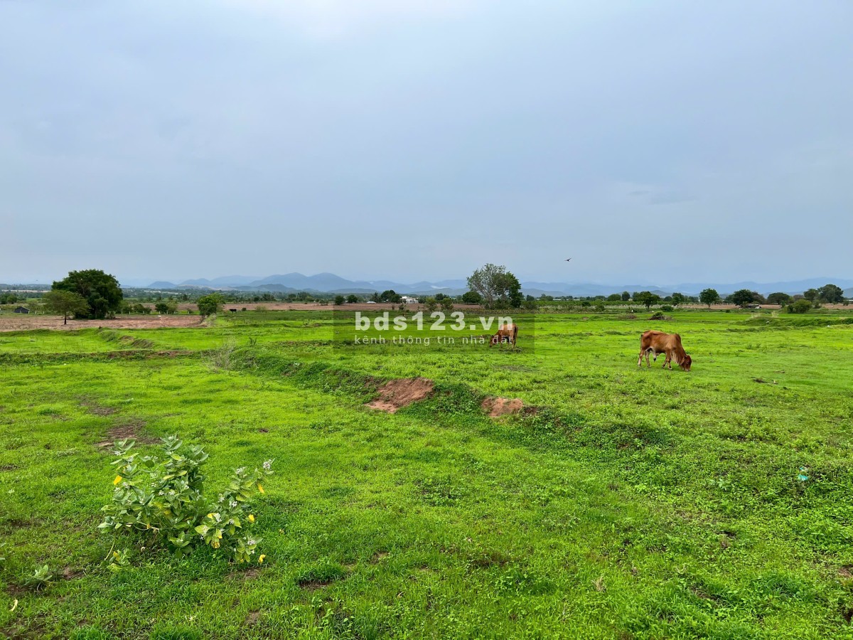 Nhà tôi cần bán hơn 2000m2 giá 900 triệu gần Biển Bình Thuận, cách đường nhựa chỉ 1km. Bao SHR