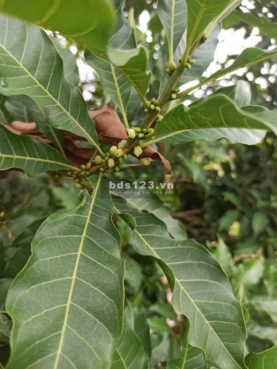 Bán đất Đồng Phú giá chỉ 250tr ngay đường Xuyên Tâm