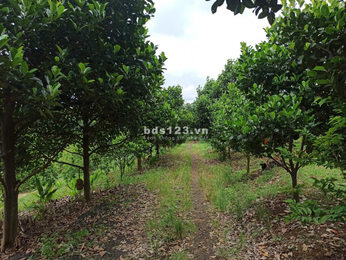 Bán đất Đồng Phú giá chỉ 250tr ngay đường Xuyên Tâm