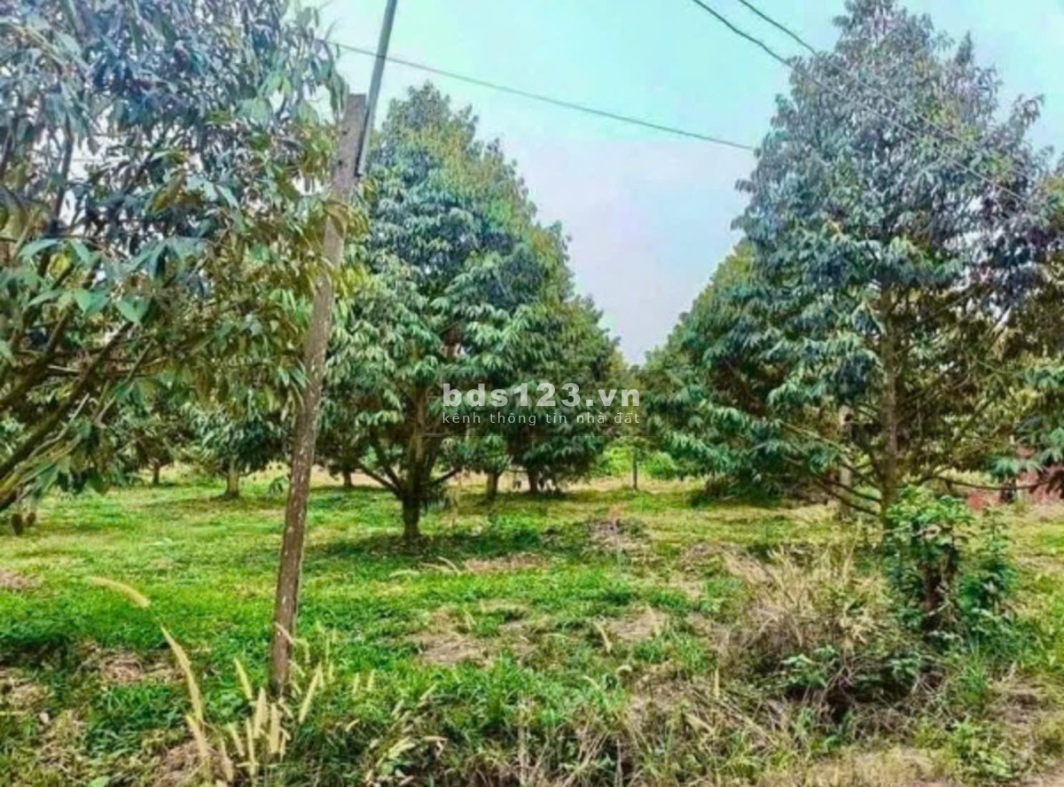 Bán đất Đồng Phú giá chỉ 250tr ngay đường Xuyên Tâm