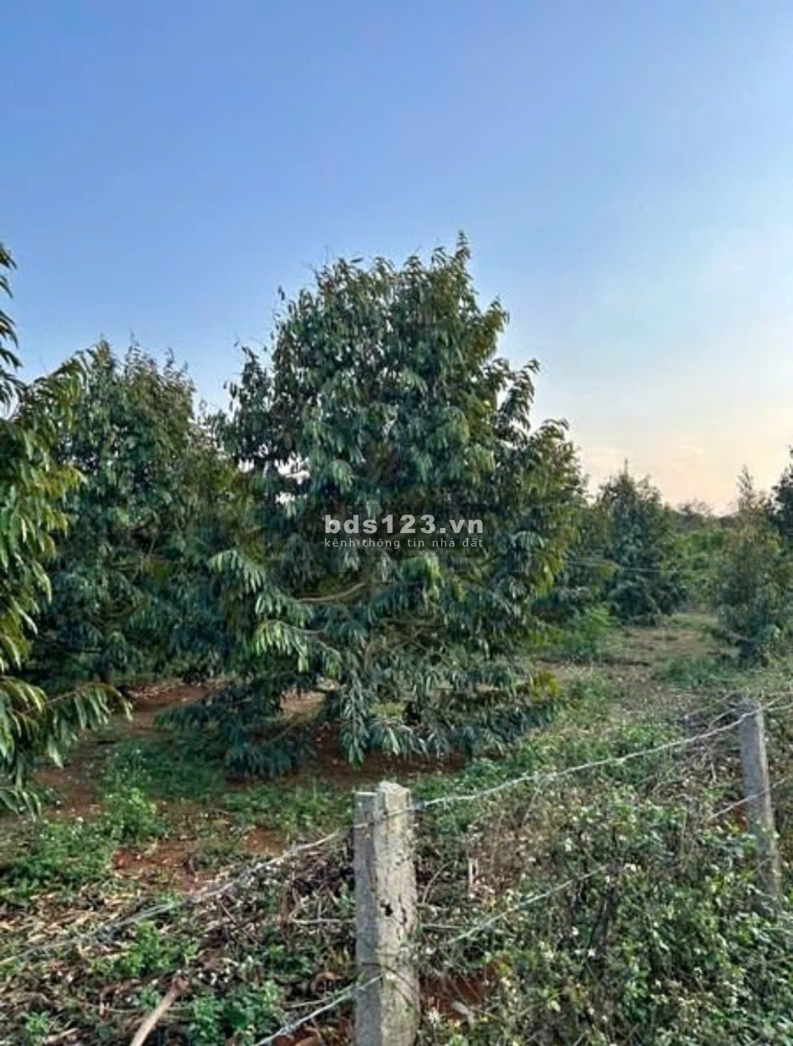 Bán đất Đồng Phú giá chỉ 250tr ngay đường Xuyên Tâm