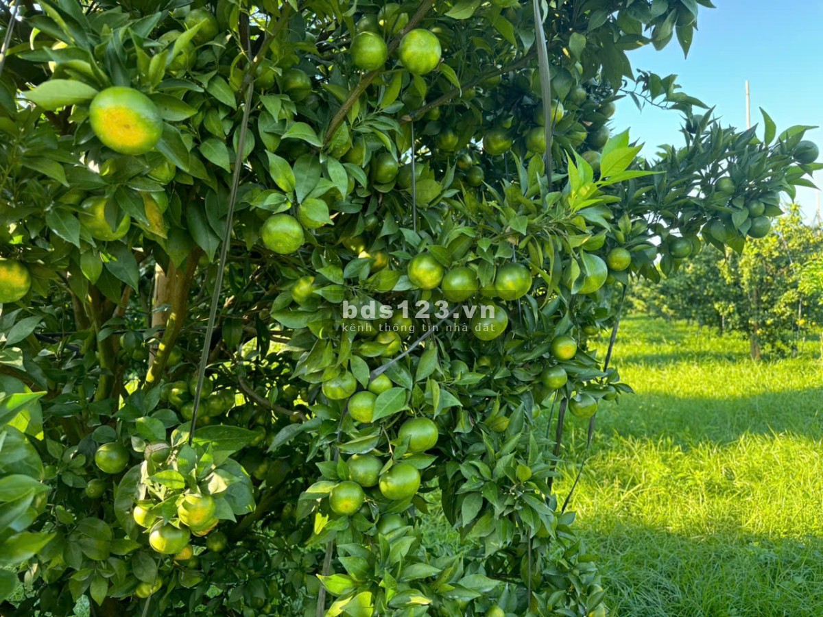 Lô đất Mộc châu 5600m2 có 400m2 TC, phù hợp nghỉ dưỡng, làm farm