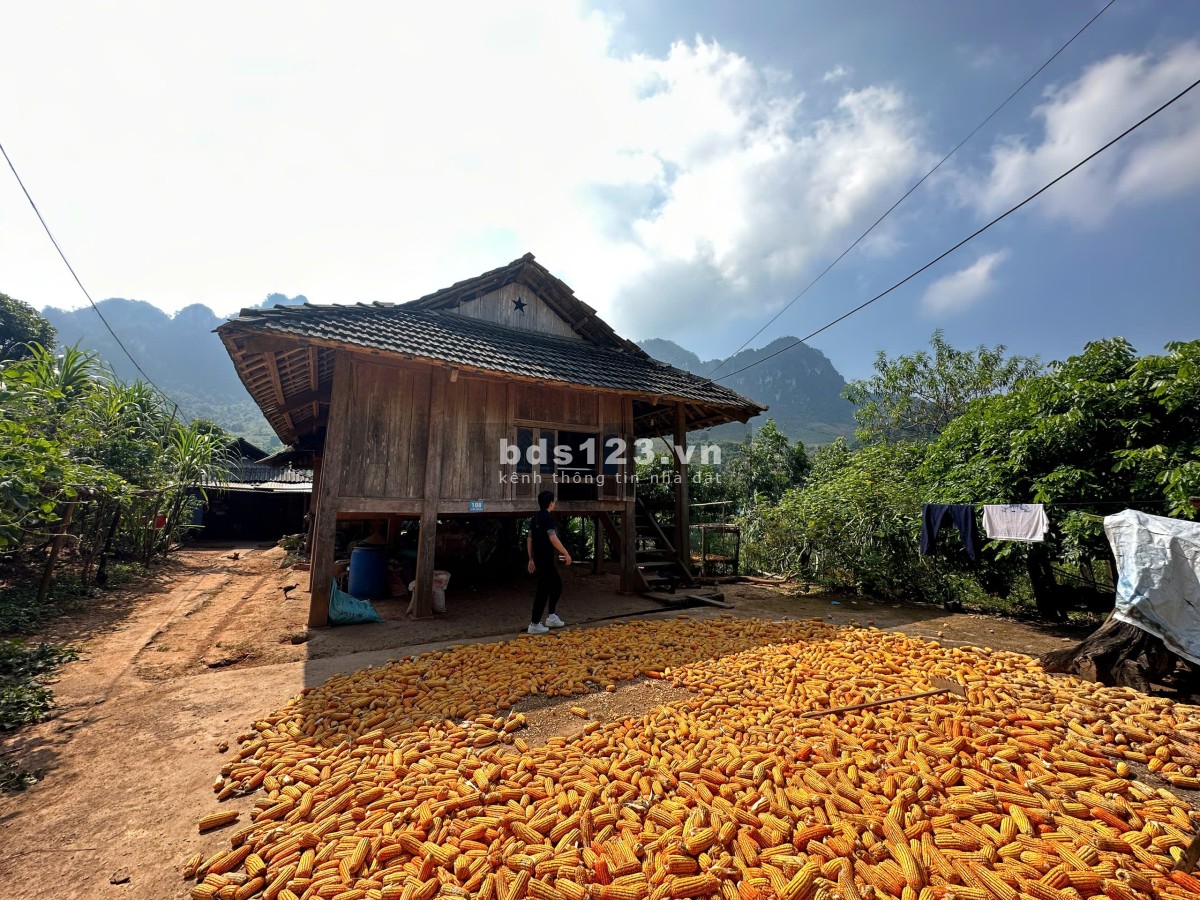 Lô đất Mộc Châu siêu phẩm phù hợp làm Homestay, coffee check in, nghỉ dưỡng