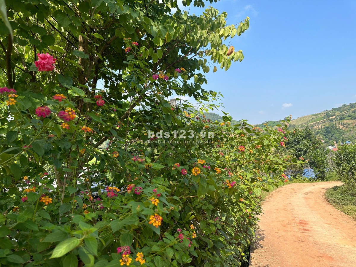 Lô đất Mộc Châu siêu phẩm phù hợp làm Homestay, coffee check in, nghỉ dưỡng