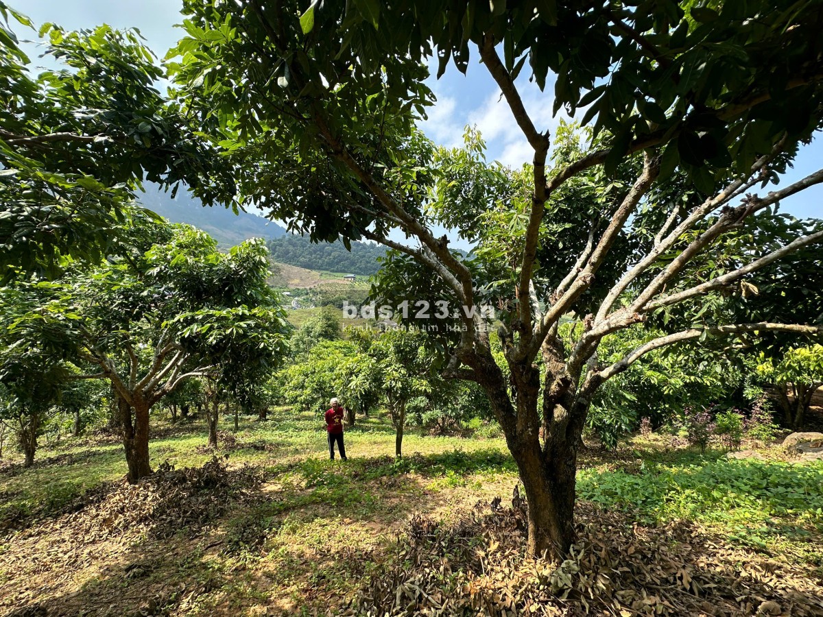 Lô đất Mộc Châu siêu phẩm phù hợp làm Homestay, coffee check in, nghỉ dưỡng