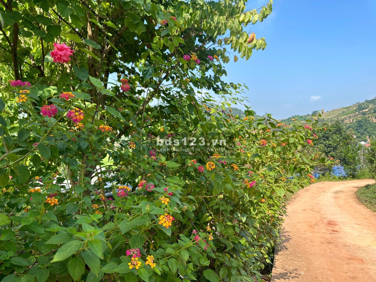 Lô đất Mộc Châu siêu phẩm phù hợp làm Homestay, coffee check in, nghỉ dưỡng