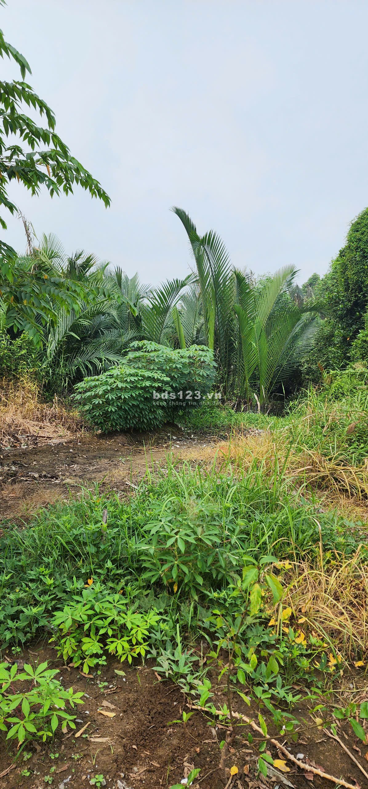 Bán đất thổ cư, gần trường học, chợ trung tâm, uỷ ban, khu dân cư đông đúc.