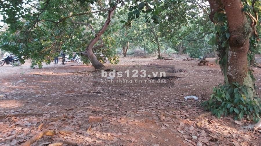 Cần sang nhượng lại miếng đất ở Lai Uyên