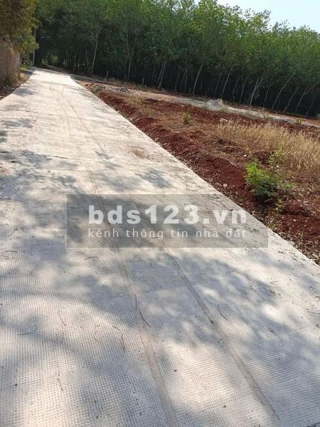 Khách ngộp cần sang nhượng 1000m2 đất Đồng Phú
