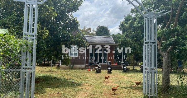 Bác gái đi định cư Mỹ cần sang nhượng 4 sào đất trái cây