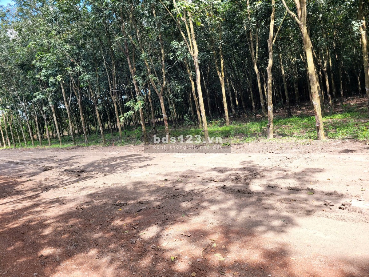 Đất gần khu công nghiệp đường 12m