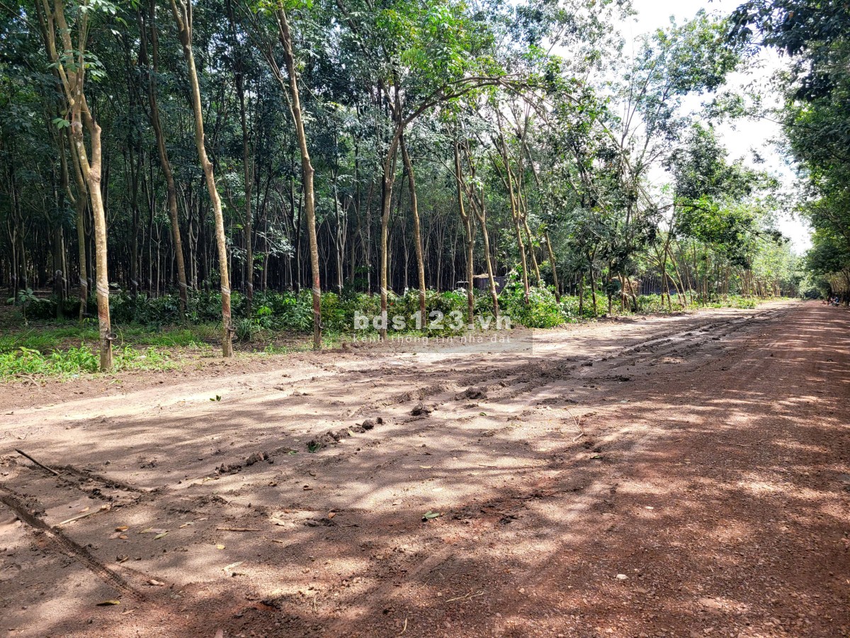 Đất gần khu công nghiệp đường 12m