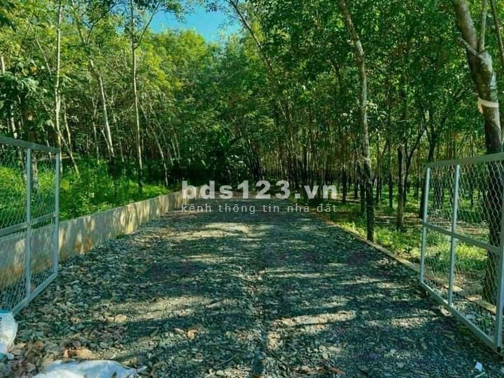 Bán đất vườn cao su 11808m2 giá rẻ 5.5 tỷ