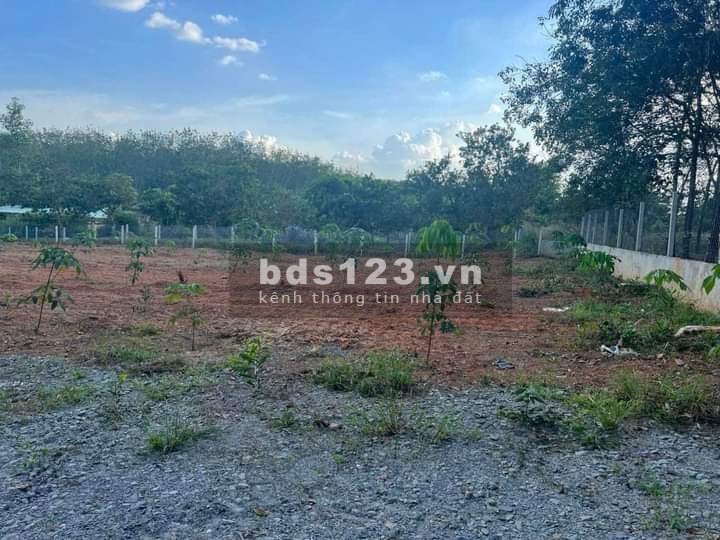 Bán đất vườn cao su 11808m2 giá rẻ 5.5 tỷ