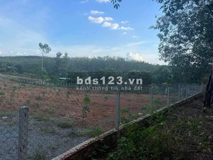 Bán đất vườn cao su 11808m2 giá rẻ 5.5 tỷ