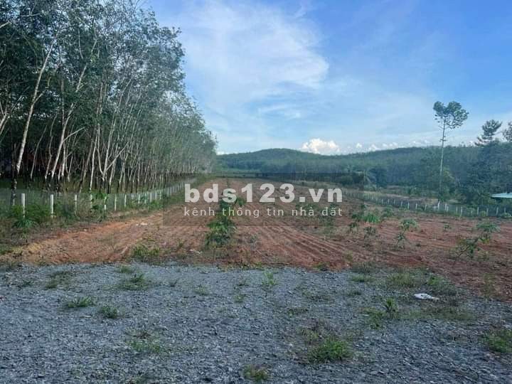 Bán đất vườn cao su 11808m2 giá rẻ 5.5 tỷ