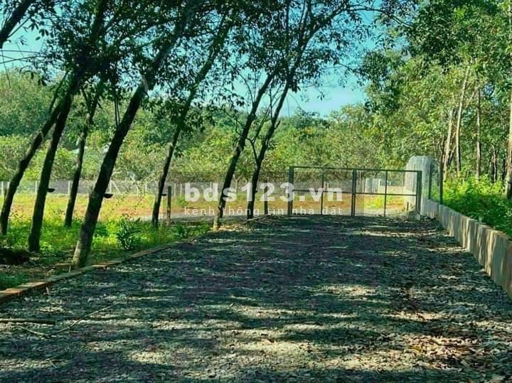 Bán đất vườn cao su 11808m2 giá rẻ 5.5 tỷ