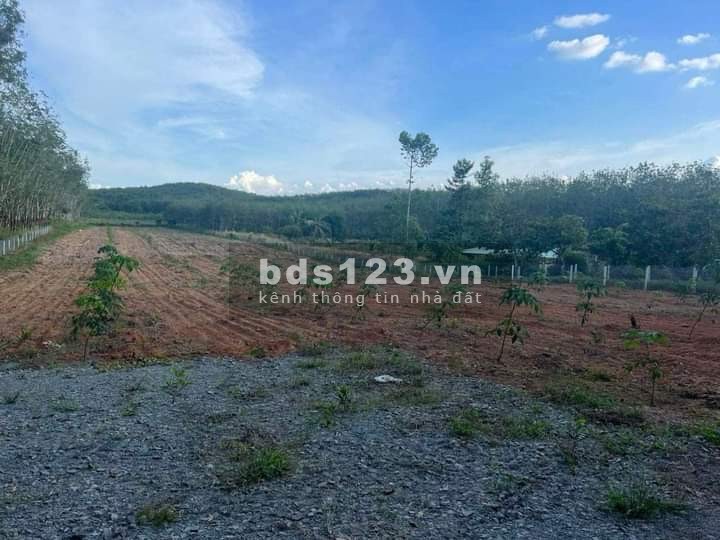 Bán đất vườn cao su 11808m2 giá rẻ 5.5 tỷ