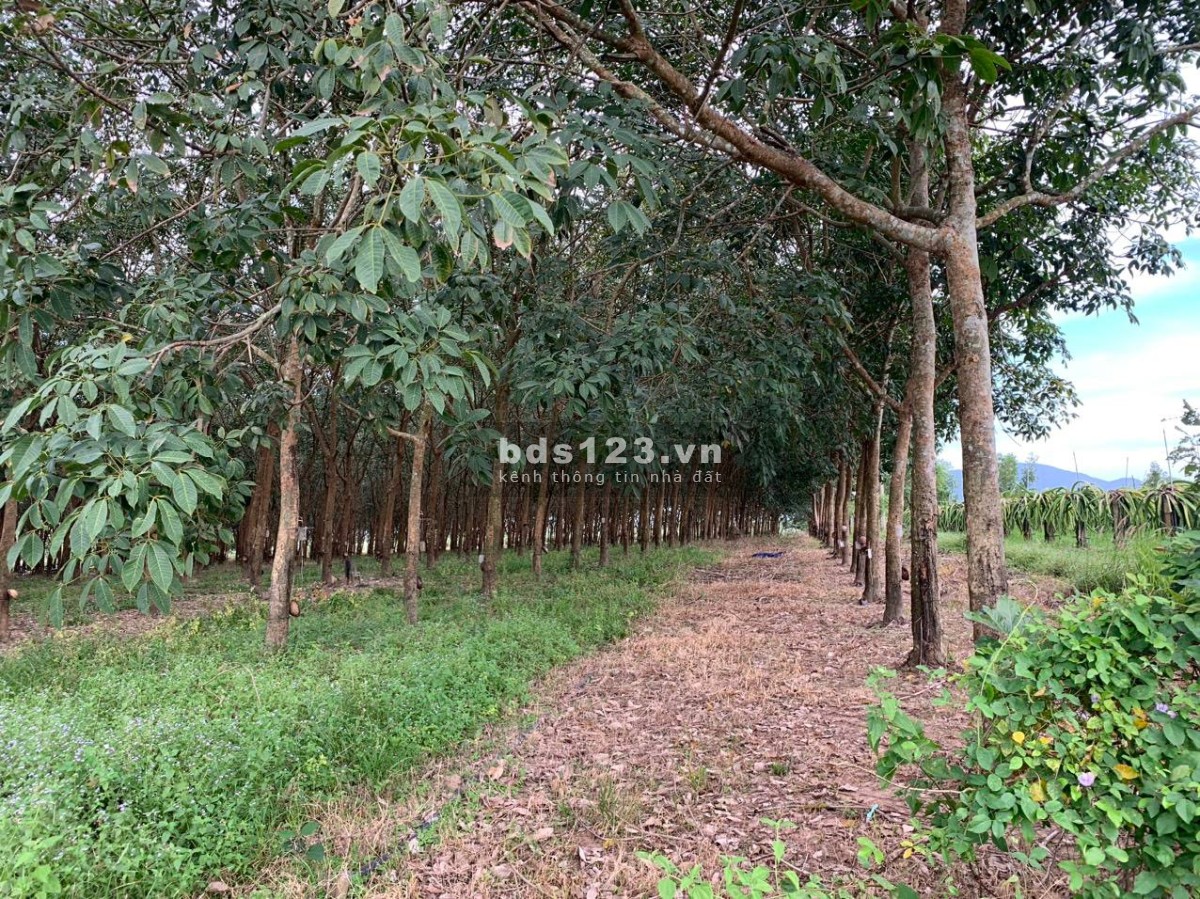 9 chủ bán đất cao su điện nước đủ 2 mẫu 3 đang thu 20 - 25 triệu xe tải vô tận nơi