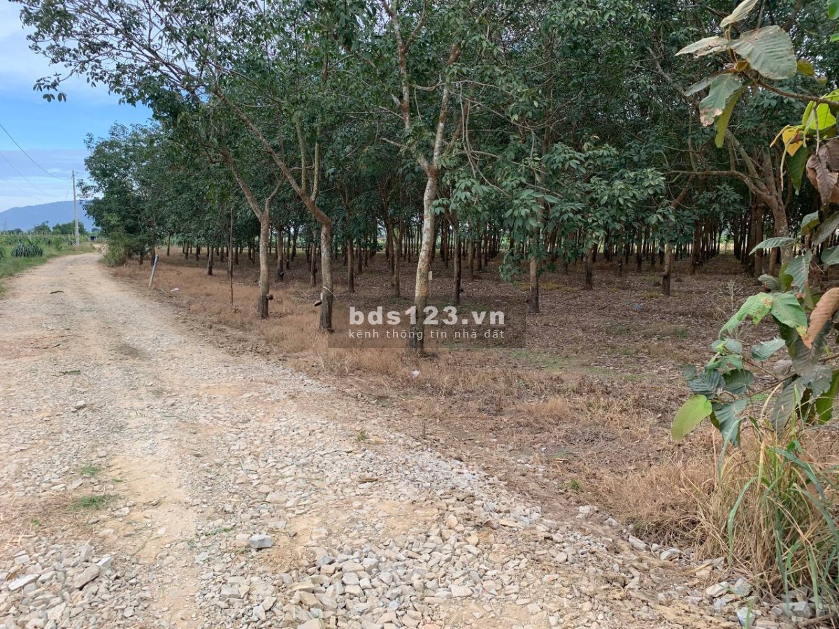 9 chủ bán đất cao su điện nước đủ 2 mẫu 3 đang thu 20 - 25 triệu xe tải vô tận nơi