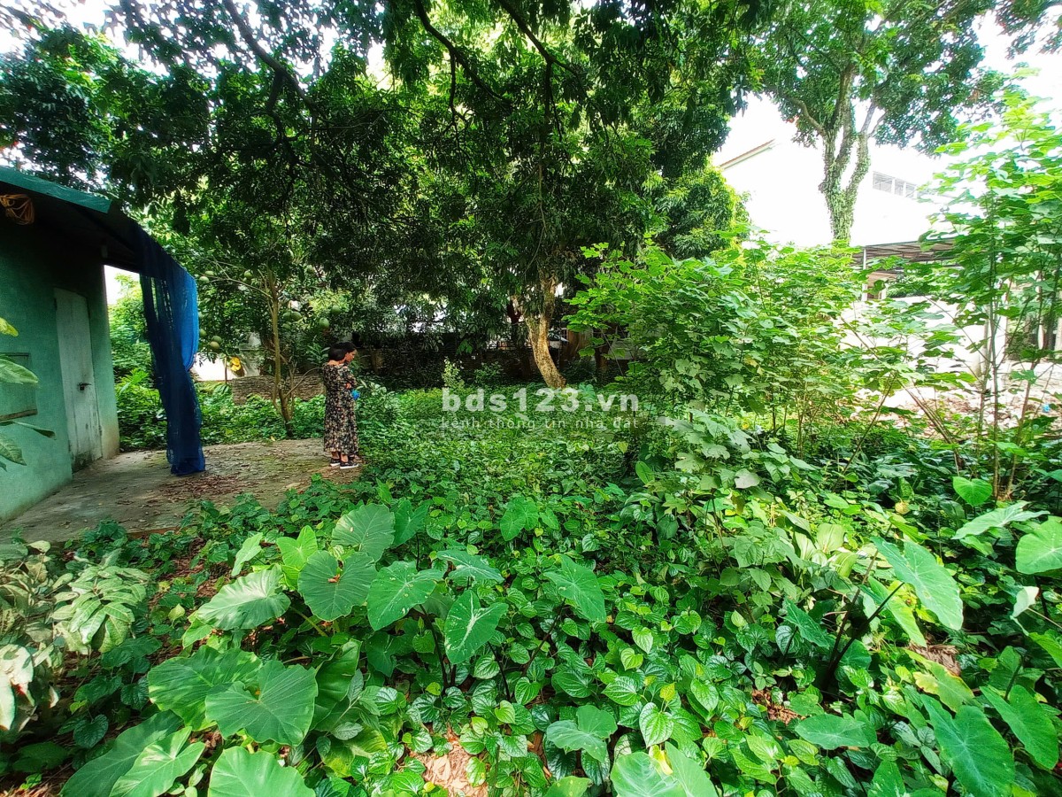 Đất sổ đỏ chính chủ, vuông rộng - Làm chung cư - Nhà liền kề - Xã Đại Thành, Quốc Oai-