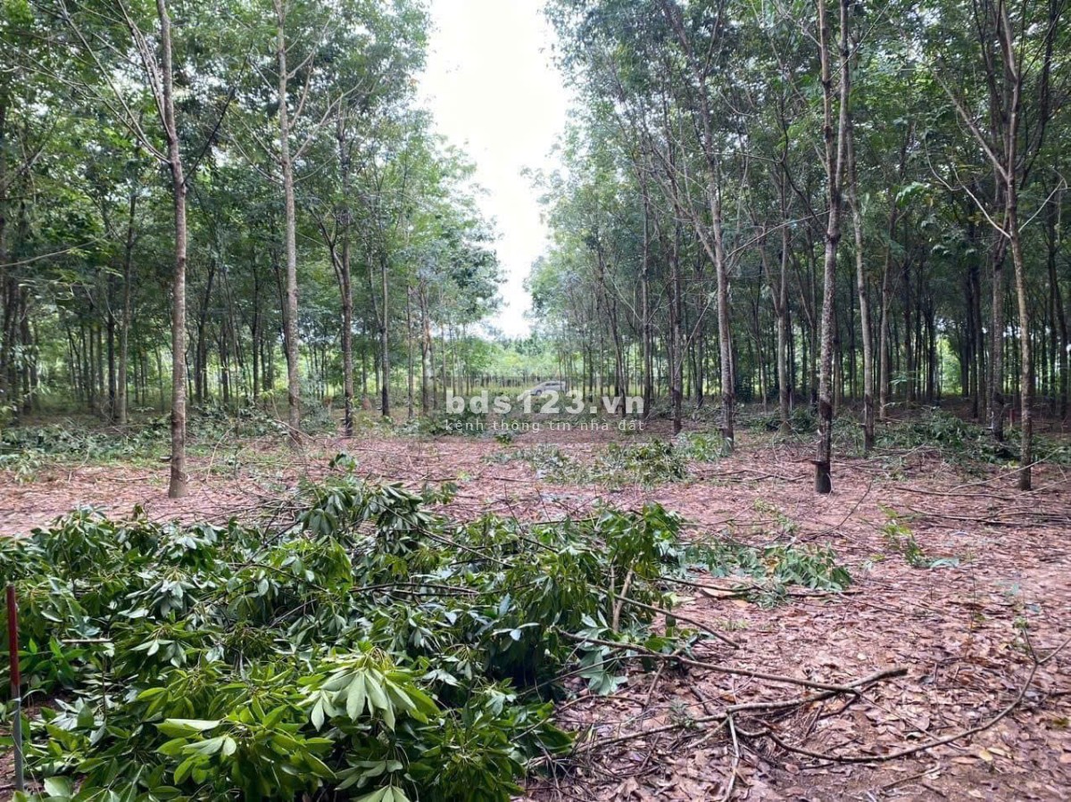 Vườn cao su diện tích lớn có sẵn thổ cư giá siêu ngộp tại Bình Dương