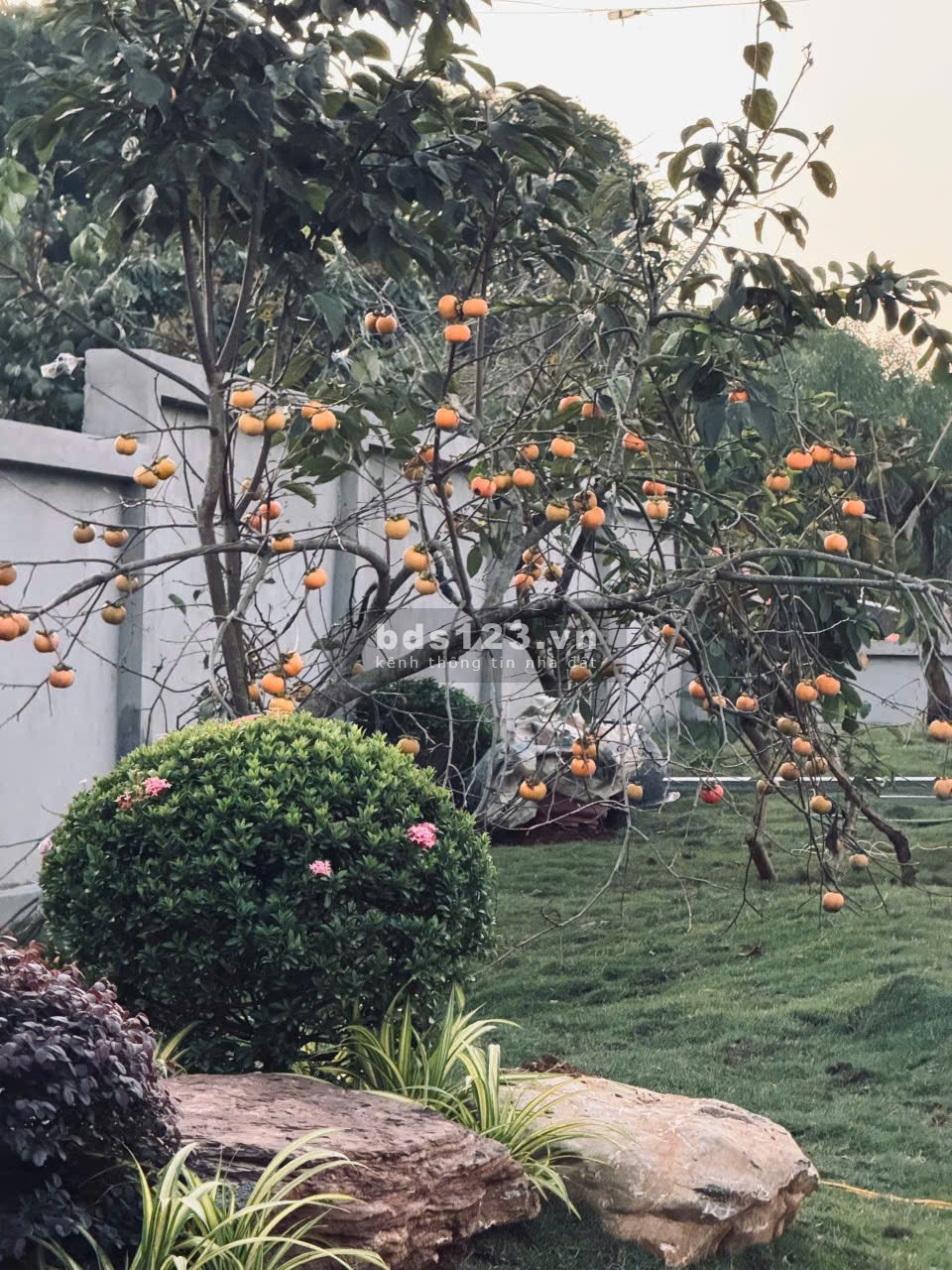 Bán homestay Mộc Châu view đồi chè cực hot