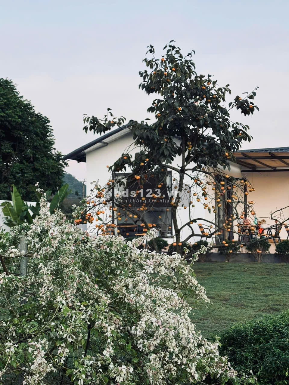 Bán homestay Mộc Châu view đồi chè cực hot