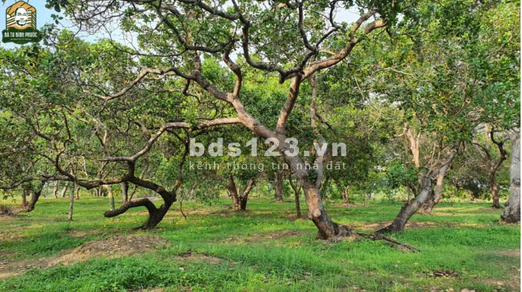 Bán 5 sào điều (20x150=4.968M2)SHR, nở hậu 92M cách QL200M giá 700tr, view suối, sát KCN 350ha