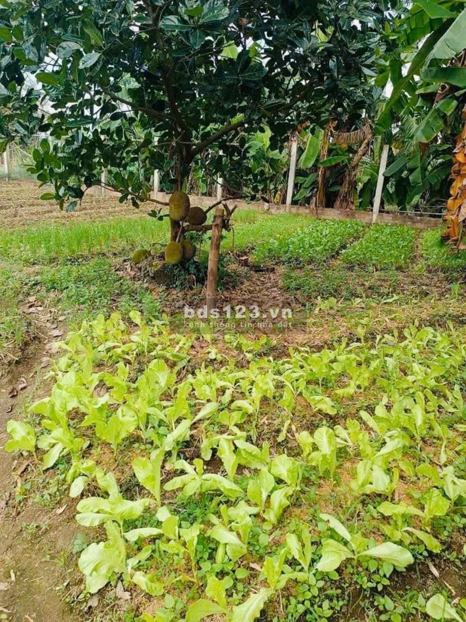Nhà chị tư cần sang lại miếng vườn đẹp giá rẻ chỉ 480 triệu, diện tích Vườn rộng 1100m2