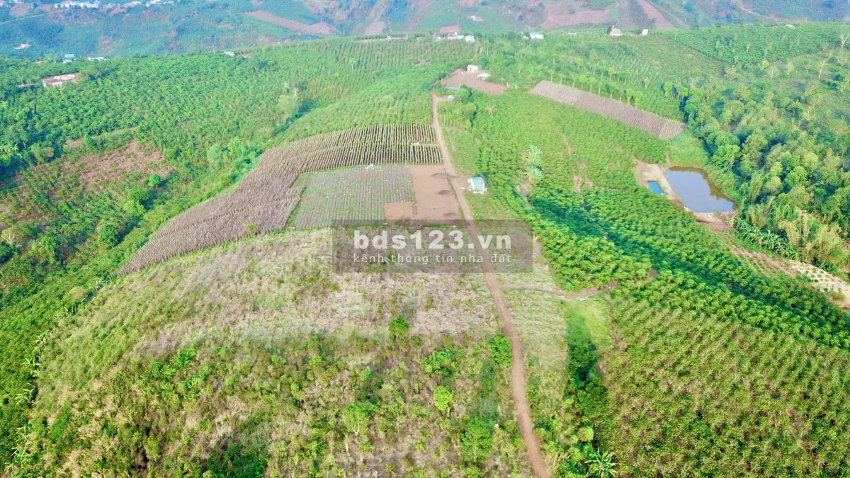 Cơ Hội Vàng Mua Lô Đất 250tr/xào Tại Tân Thượng – Di Linh!