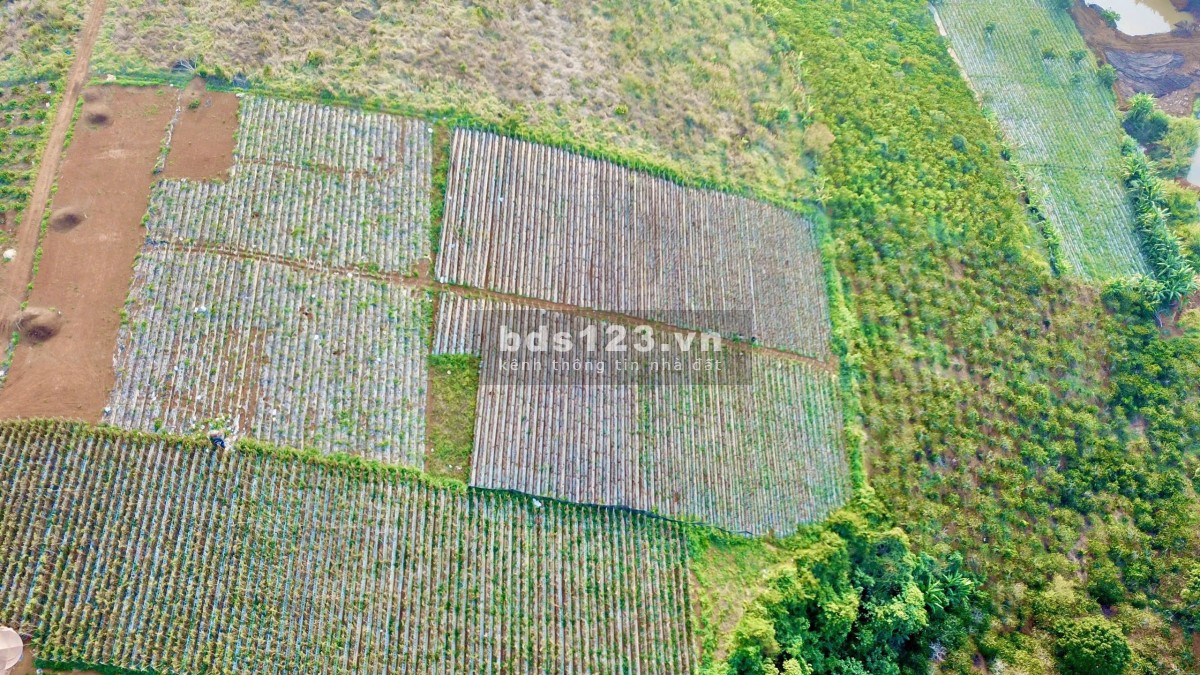 Cơ Hội Vàng Mua Lô Đất 250tr/xào Tại Tân Thượng – Di Linh!