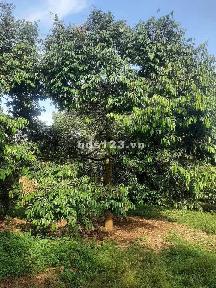 Chủ đất kẹt tiền cần bán ngay miếng đất vườn vị trí đẹp giá ngộp tại khu vực Bình Dương