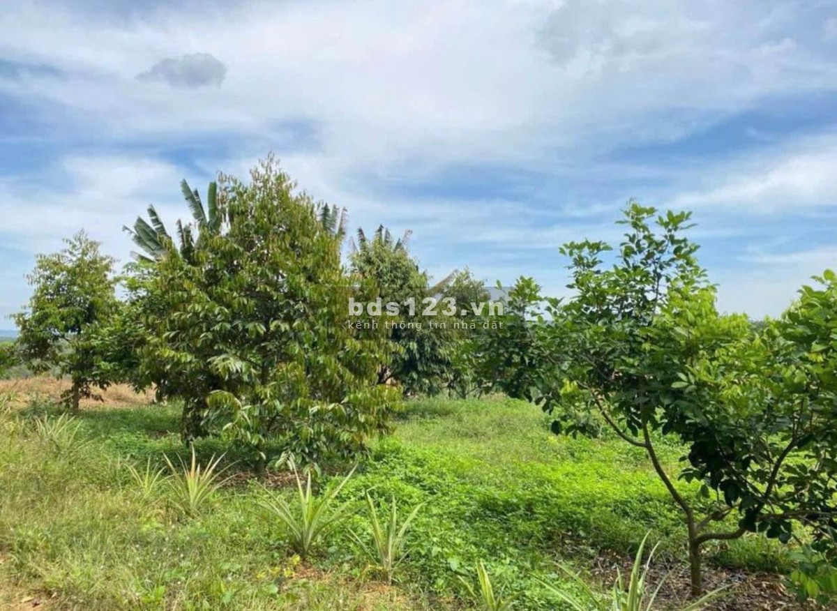 Chủ đất kẹt tiền cần bán ngay miếng đất vườn vị trí đẹp giá ngộp tại khu vực Bình Dương
