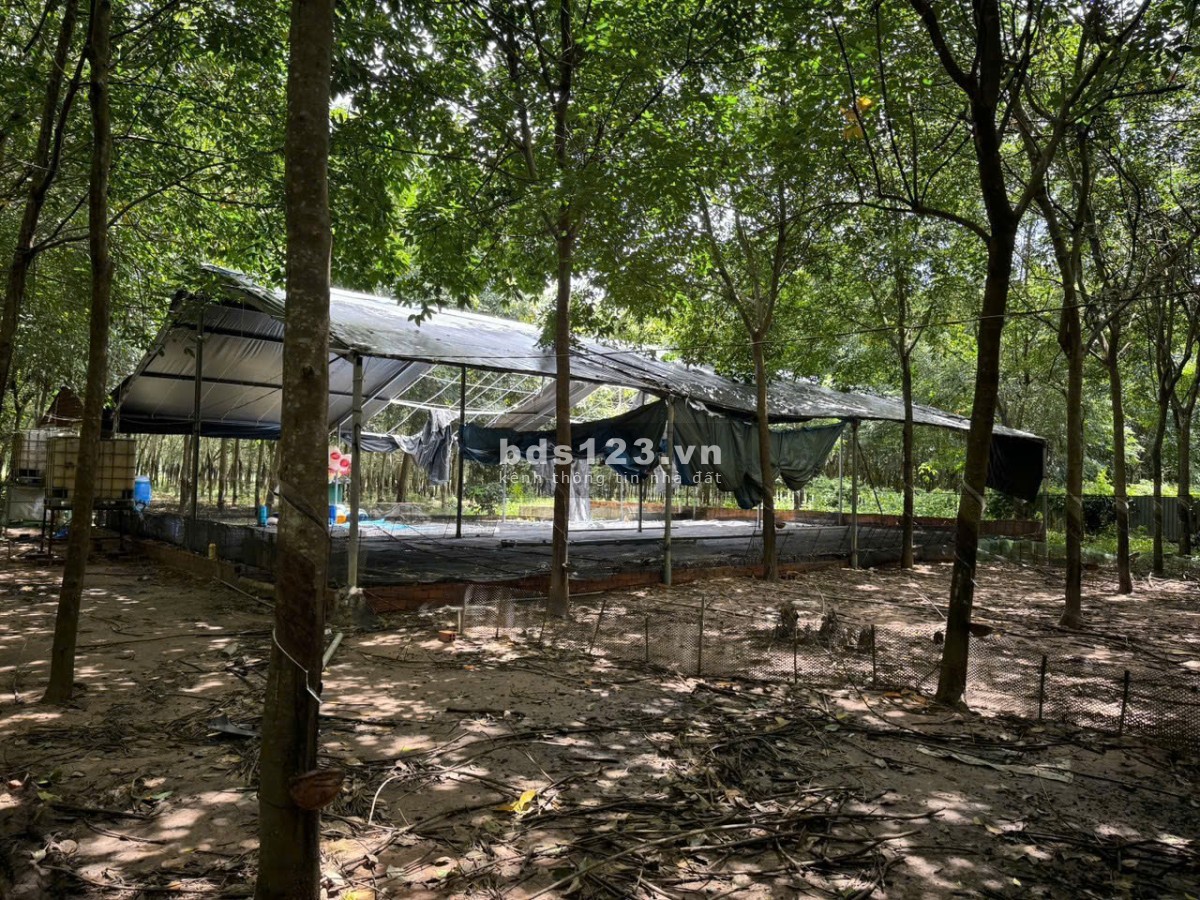 Bán đất đẹp tại DH615,Bàu Bàng, Bình Dương - 9000 m²