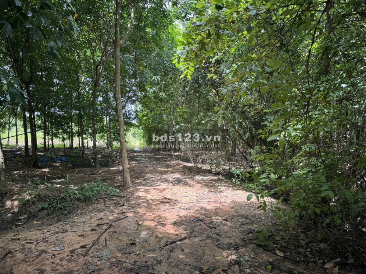 Chủ cần bán gấp đất mặt tiền DH615 Long Nguyên, Bàu Bàng