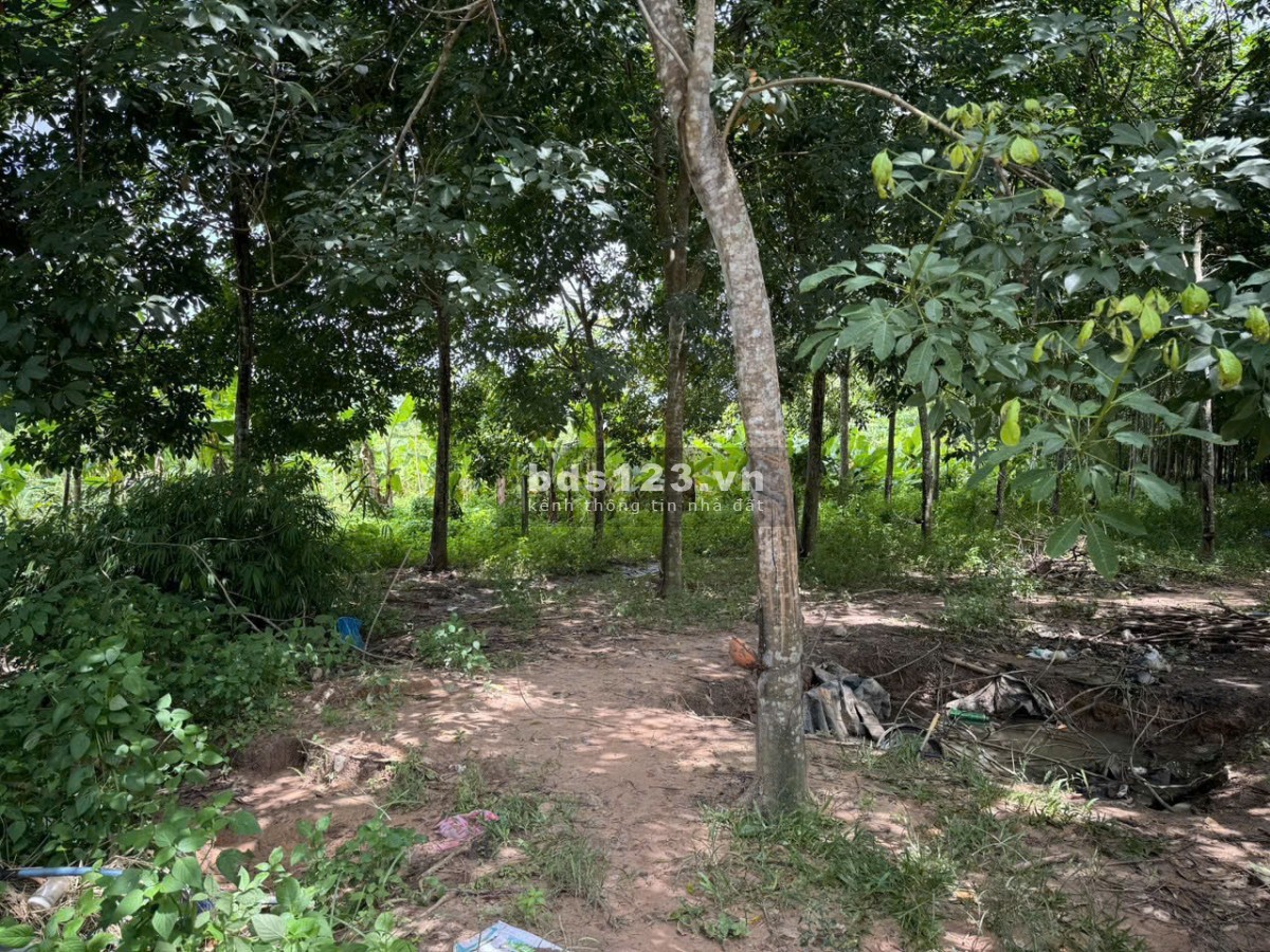 Chủ cần bán gấp đất mặt tiền DH615 Long Nguyên, Bàu Bàng