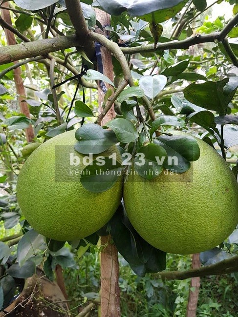 Chú Sáu bán Nhà Vườn rộng 1098m2, Giá bán Ngộp 490 triệu,…